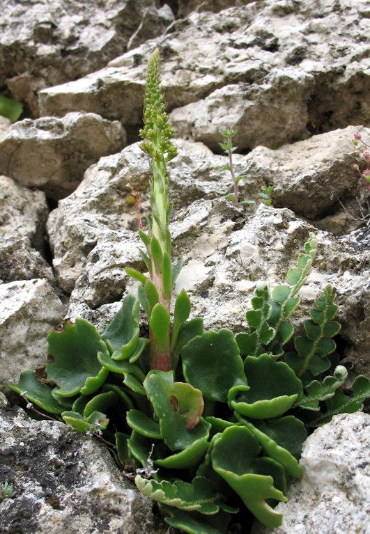 Umbilicus horizontalis & Umbilicus rupestris